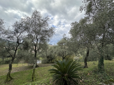 immagine annuncio 3 di 9