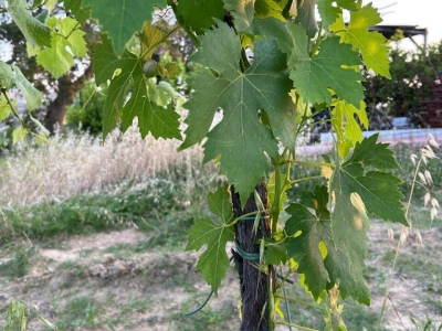 immagine annuncio 5 di 9