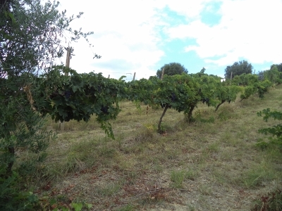 immagine annuncio 4 di 9