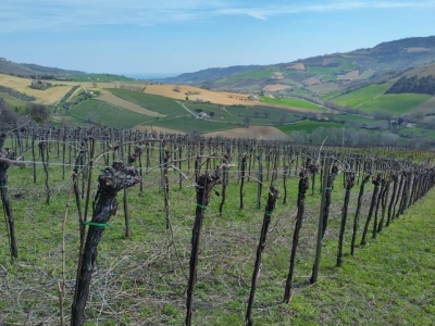 immagine annuncio 5 di 9