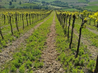 immagine annuncio 7 di 9