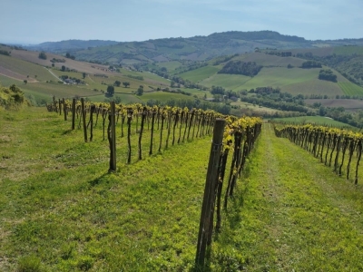 immagine annuncio 6 di 9