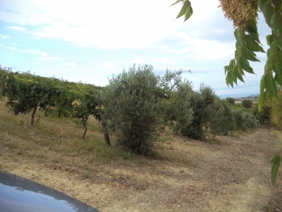 immagine annuncio 7 di 9