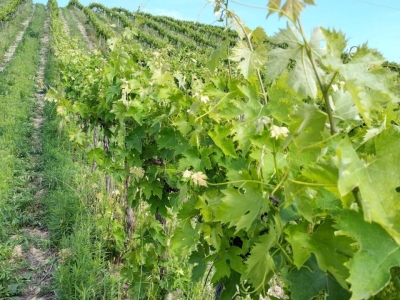 immagine annuncio 8 di 9