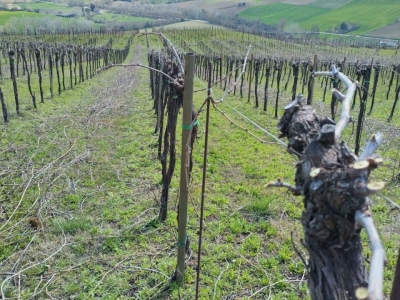 immagine annuncio 1 di 9