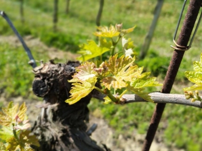 immagine annuncio 3 di 9