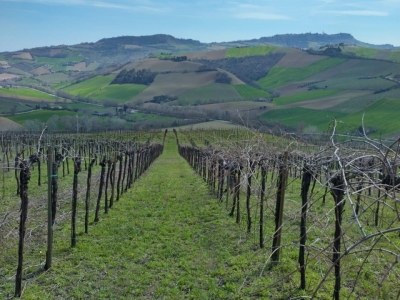 immagine annuncio 2 di 9