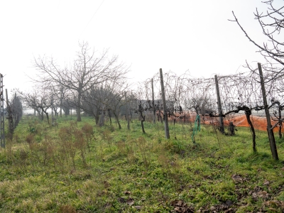 immagine annuncio 3 di 6