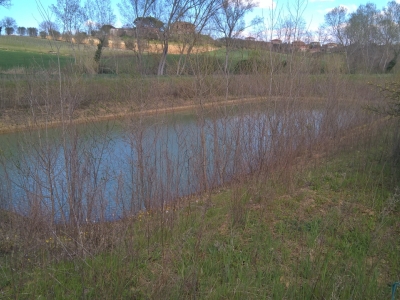 immagine annuncio 3 di 9