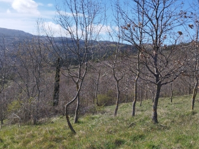immagine annuncio 2 di 9