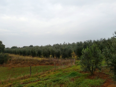 immagine annuncio 8 di 9