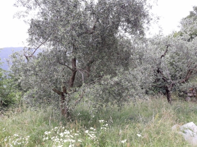 immagine annuncio 4 di 8