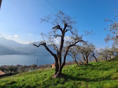 immagine annuncio 4 di 6