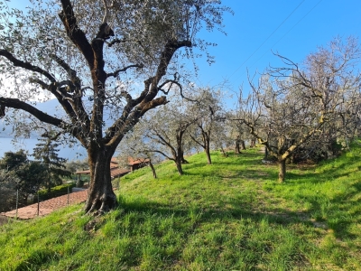 immagine annuncio 1 di 6