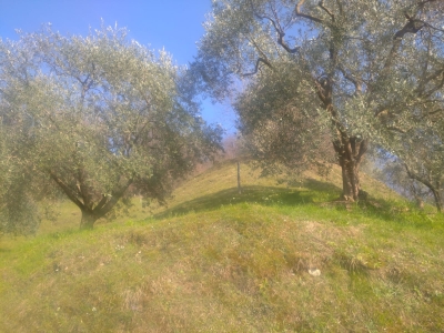 immagine annuncio 6 di 9