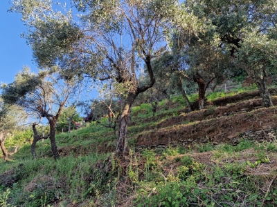 immagine annuncio 6 di 9