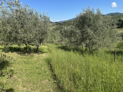 immagine annuncio 4 di 9