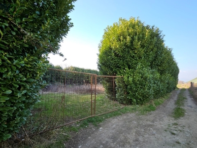 immagine annuncio 3 di 9