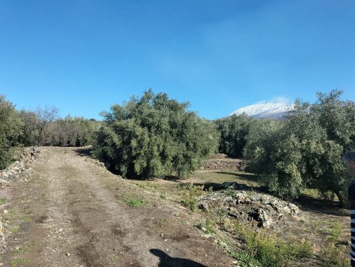 Terreno in Vendita a Santa Maria di Licodia