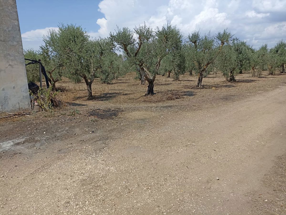 Terreno Agricolo in vendita a Maruggio, 9999 locali, prezzo € 27.000 | PortaleAgenzieImmobiliari.it