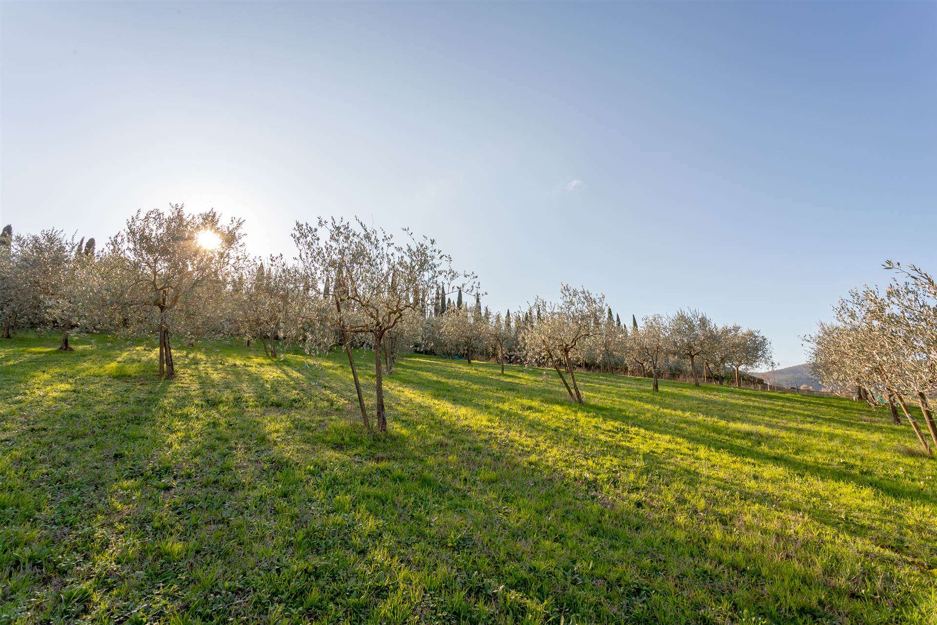 Terreno Agricolo in vendita a Carmignano, 9999 locali, zona erra, prezzo € 69.000 | PortaleAgenzieImmobiliari.it