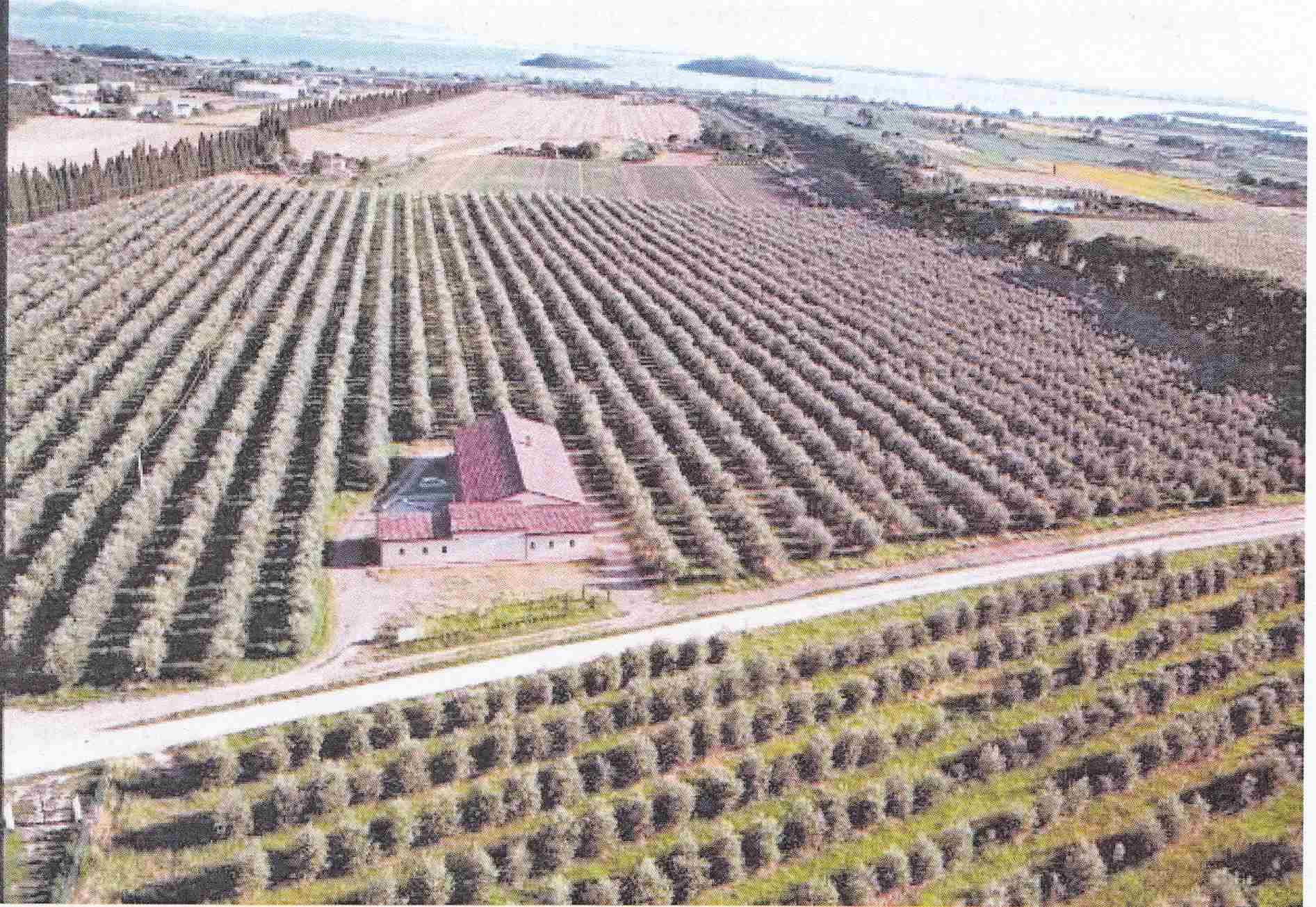 Azienda Agricola in Vendita a Passignano sul Trasimeno