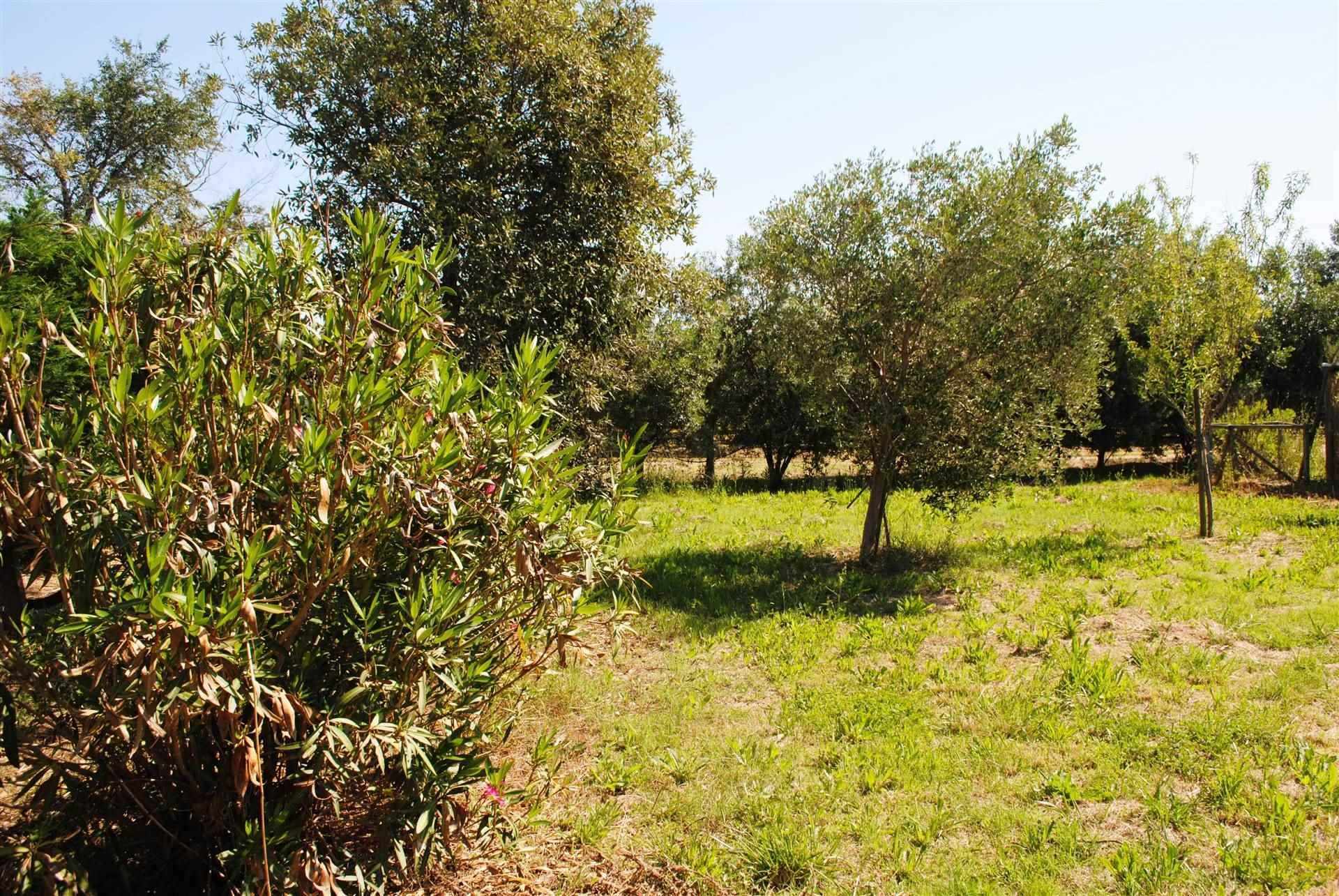 Terreno Agricolo in vendita a Bibbona, 9999 locali, prezzo € 280.000 | CambioCasa.it