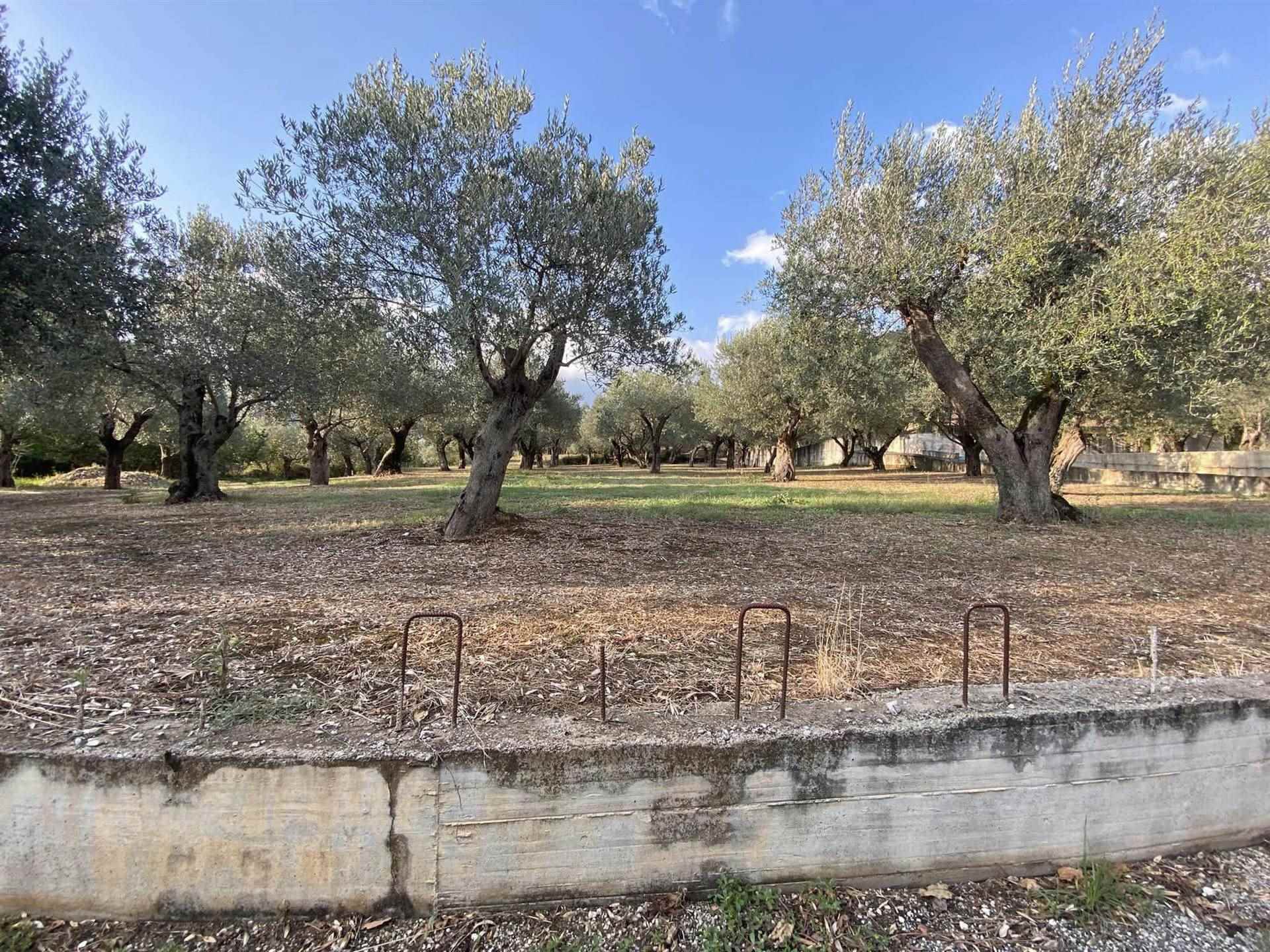 Terreno Agricolo in vendita a Giffoni Valle Piana - Zona: Mercato