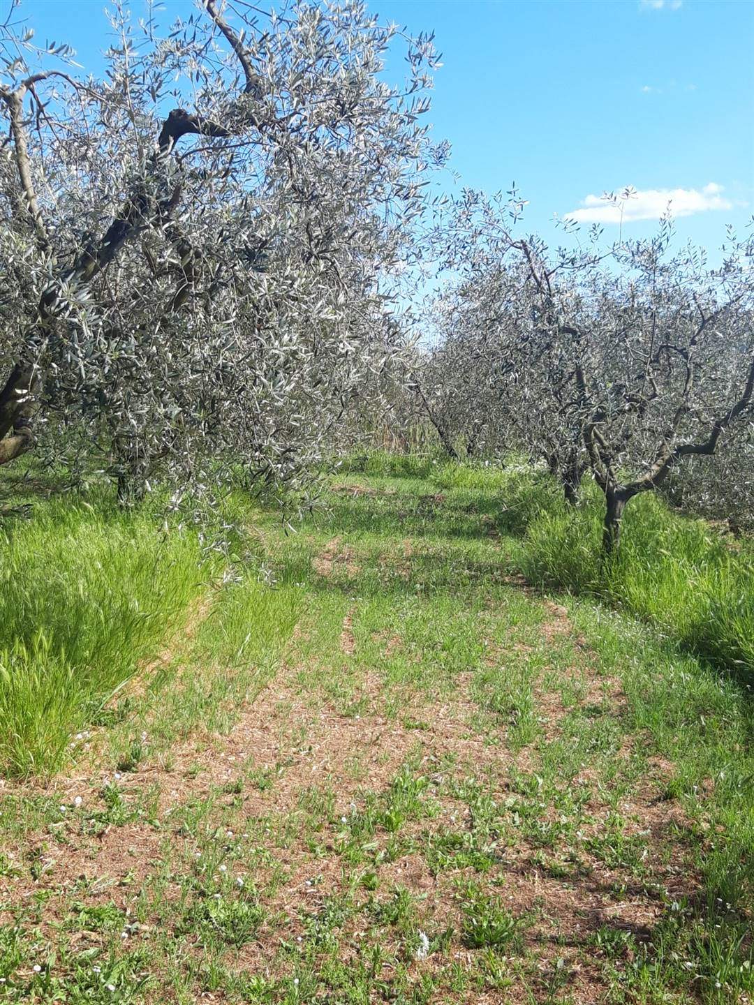 Terreno Agricolo in vendita a Quarrata, 9999 locali, zona Zona: Tizzana, prezzo € 55.000 | CambioCasa.it