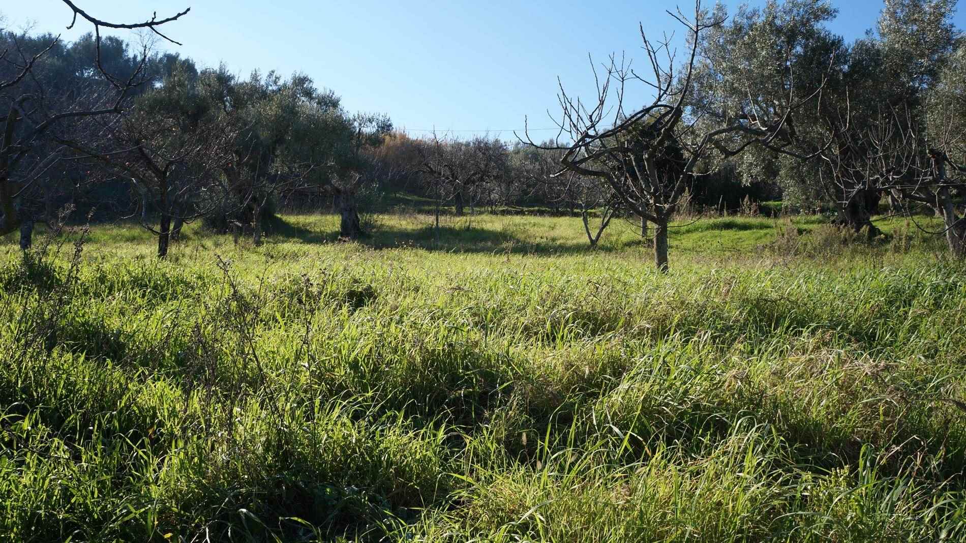 Terreno Agricolo in vendita a Cosenza, 9999 locali, zona Località: TIMPONE ULIVI, prezzo € 16.000 | PortaleAgenzieImmobiliari.it