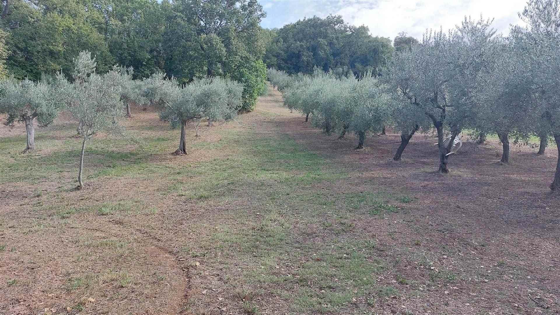 Terreno Agricolo in vendita a Lanciano, 9999 locali, prezzo € 8.000 | PortaleAgenzieImmobiliari.it