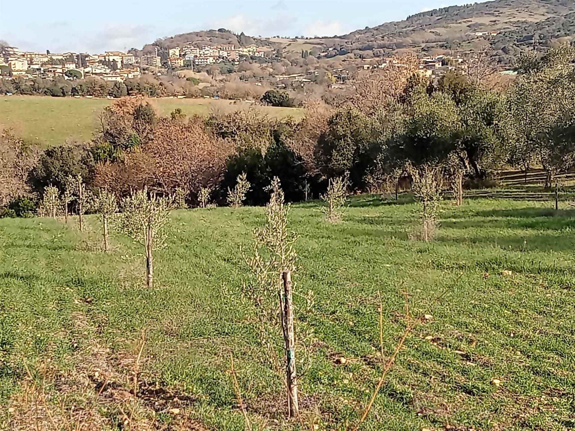 Terreno Agricolo in vendita a Monte Romano, 1 locali, prezzo € 18.000 | PortaleAgenzieImmobiliari.it