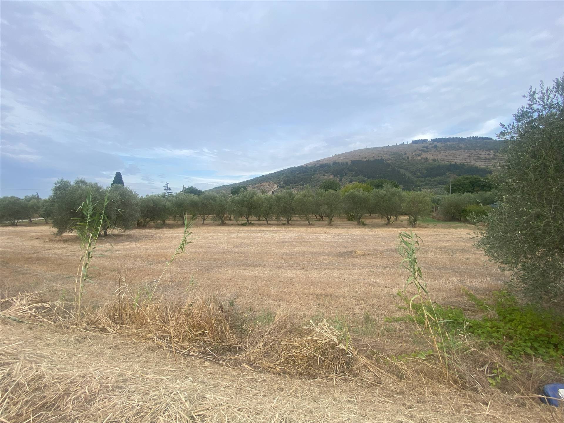 Terreno Agricolo in Vendita a Calenzano