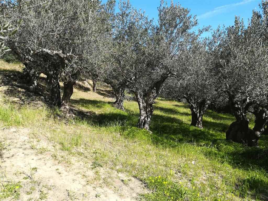Terreno Agricolo in vendita a Salemi, 9999 locali, zona Località: BARONIA, Trattative riservate | PortaleAgenzieImmobiliari.it
