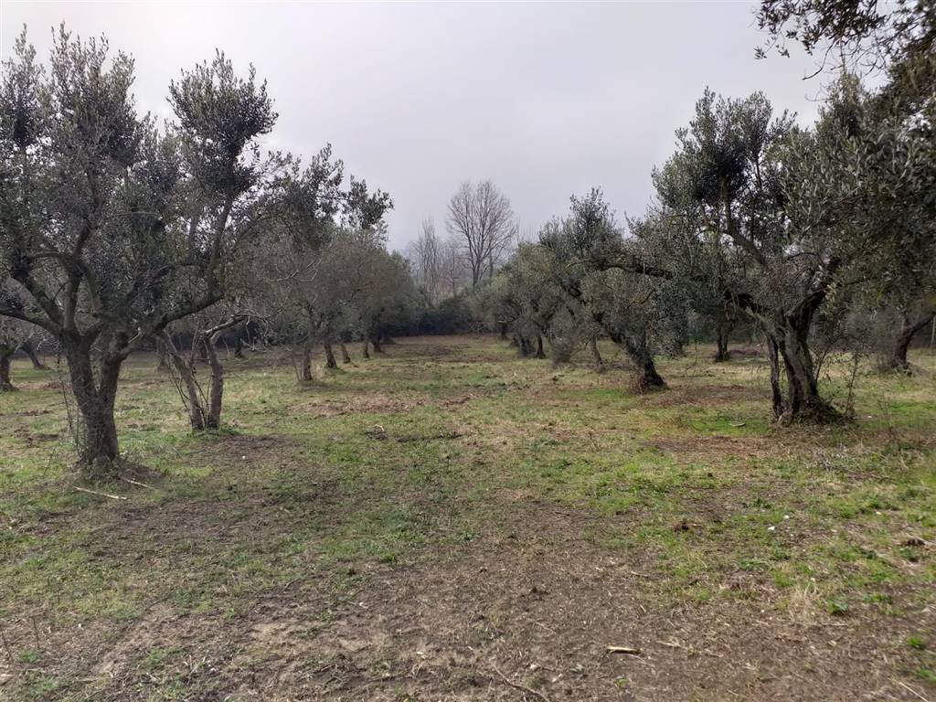 Terreno Agricolo in vendita a Ruviano, 9999 locali, zona Domenico, prezzo € 55.000 | PortaleAgenzieImmobiliari.it