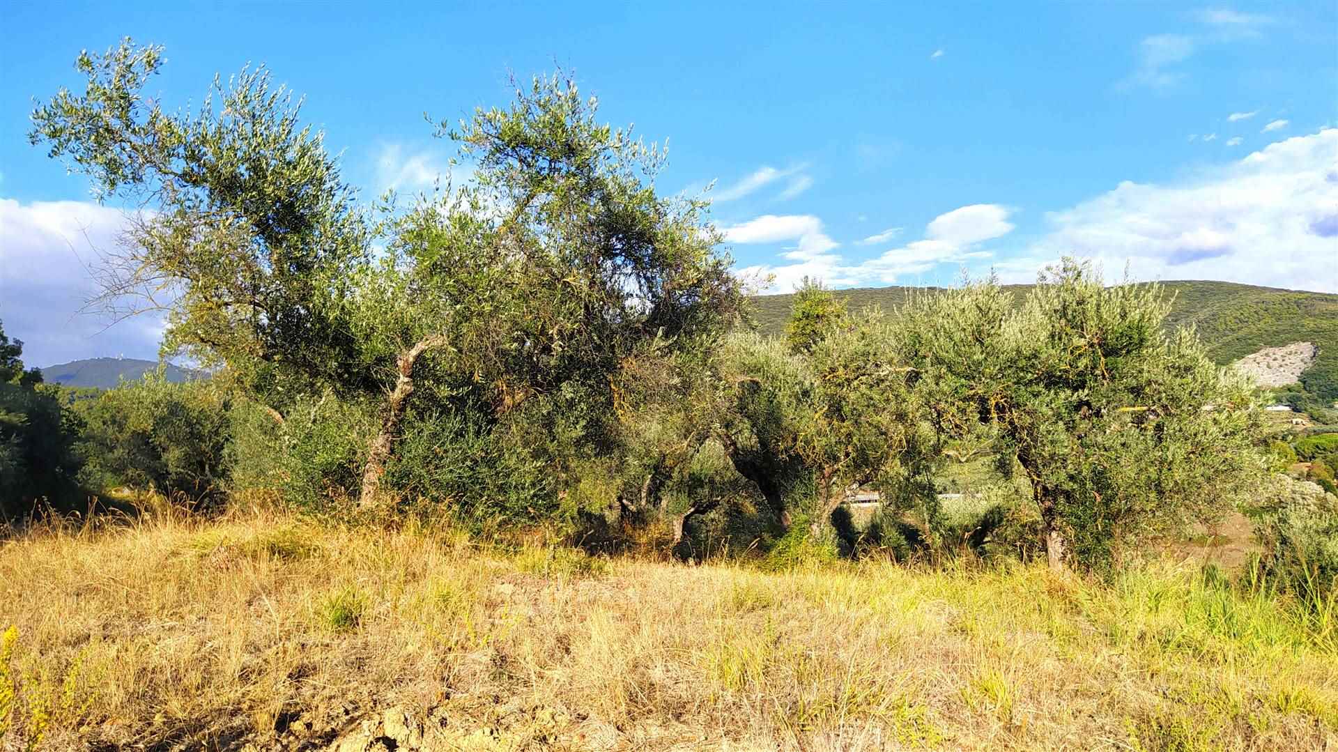 Terreno Agricolo in vendita a Montebuono, 9999 locali, zona Zona: Fianello, prezzo € 30.000 | CambioCasa.it