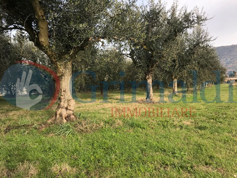 Terreno Agricolo in vendita a Passignano sul Trasimeno, 9999 locali, prezzo € 30.000 | PortaleAgenzieImmobiliari.it