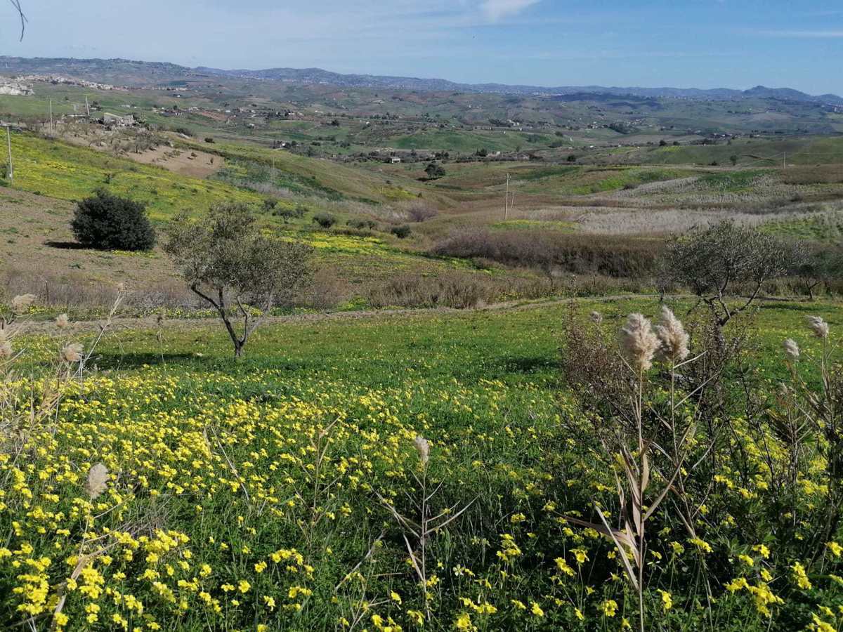 Terreno Agricolo in vendita a Raffadali, 9999 locali, prezzo € 15.000 | PortaleAgenzieImmobiliari.it