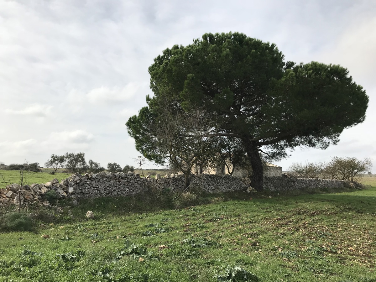 Terreno Agricolo in Vendita a Cassano delle Murge