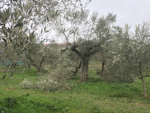 Terreno Agricolo in vendita a Canosa di Puglia, 9999 locali, prezzo € 160.000 | PortaleAgenzieImmobiliari.it