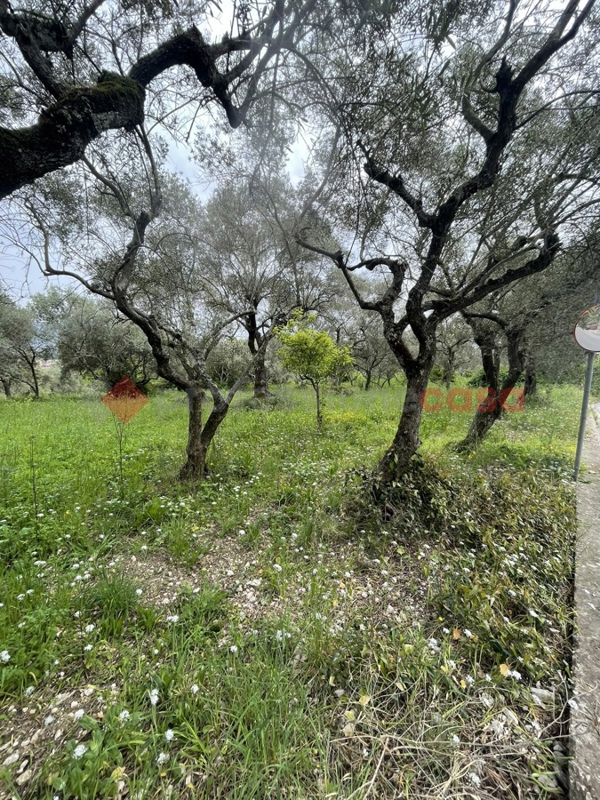 Terreno Agricolo in vendita a Santi Cosma e Damiano, 9999 locali, prezzo € 149.000 | PortaleAgenzieImmobiliari.it