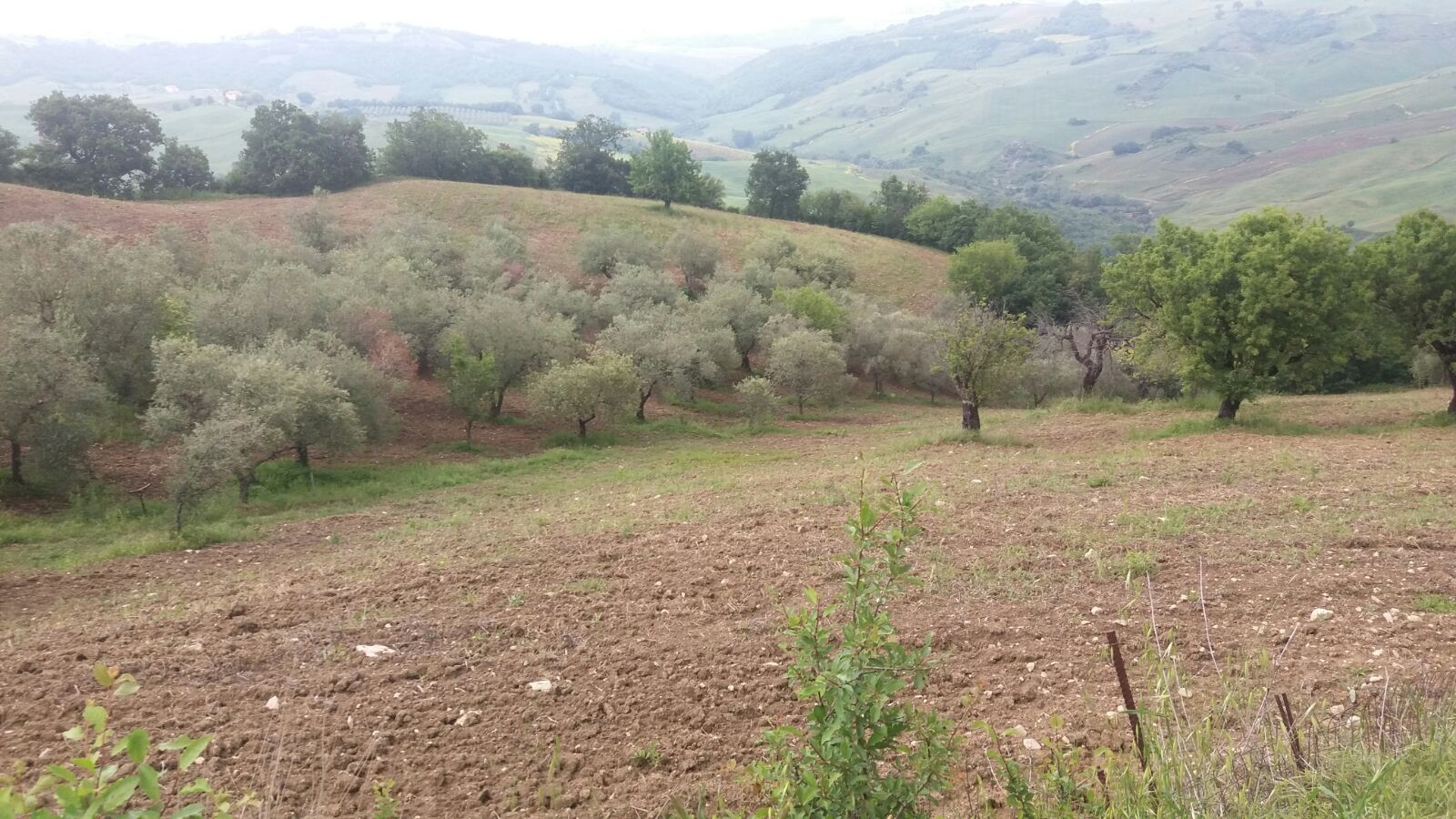 Terreno Agricolo in vendita a Guardialfiera, 9999 locali, prezzo € 20.000 | PortaleAgenzieImmobiliari.it