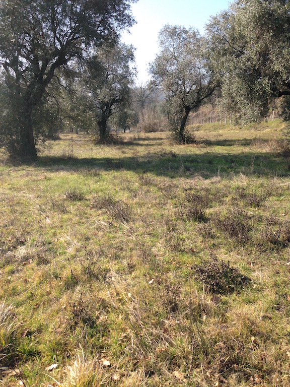 Terreno Agricolo in vendita a Padenghe sul Garda, 9999 locali, zona Località: *COLLINARE*, prezzo € 850.000 | CambioCasa.it