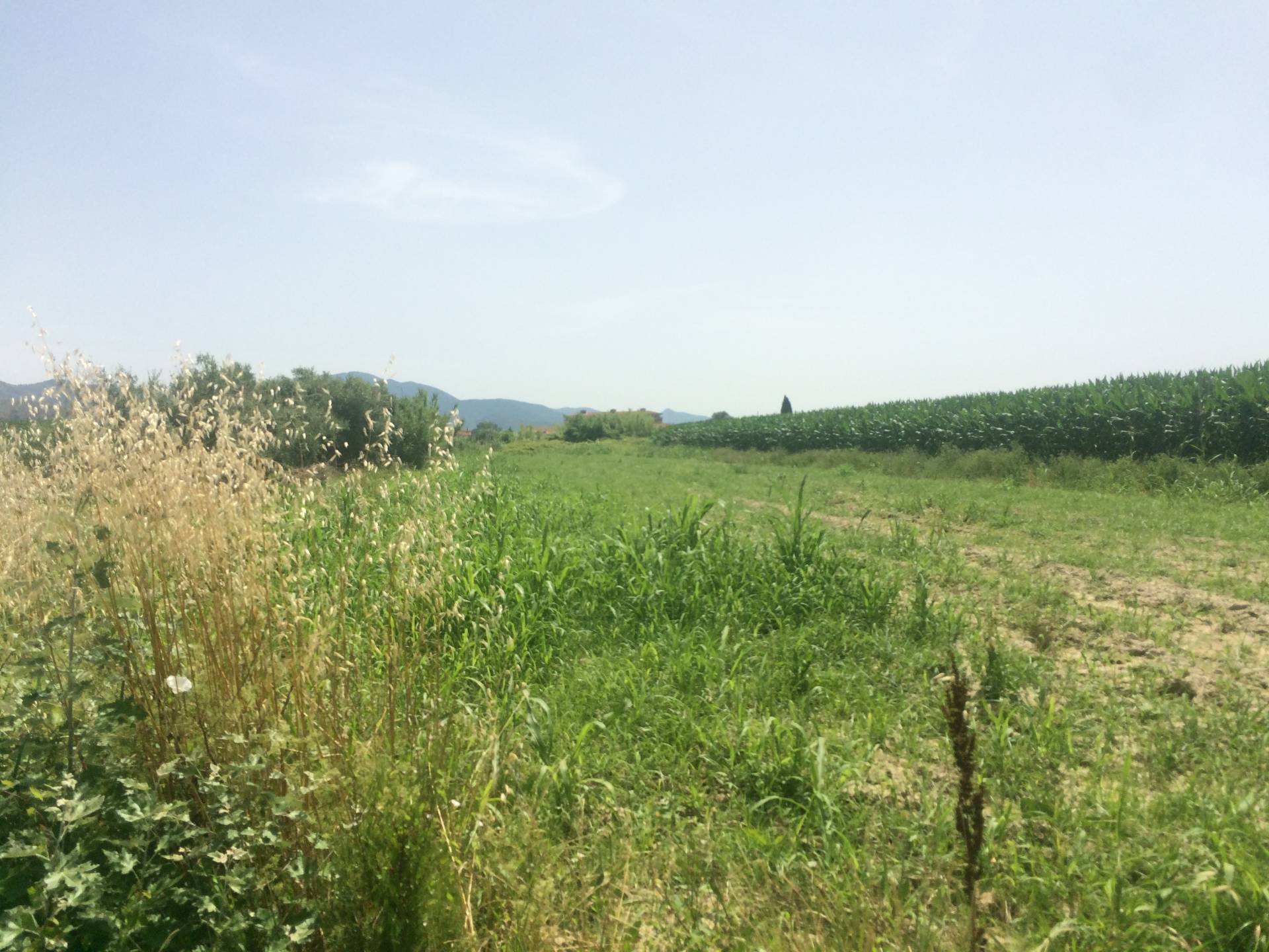 Terreno Agricolo in vendita a Vecchiano, 9999 locali, zona Località: Nodica, prezzo € 10.000 | PortaleAgenzieImmobiliari.it