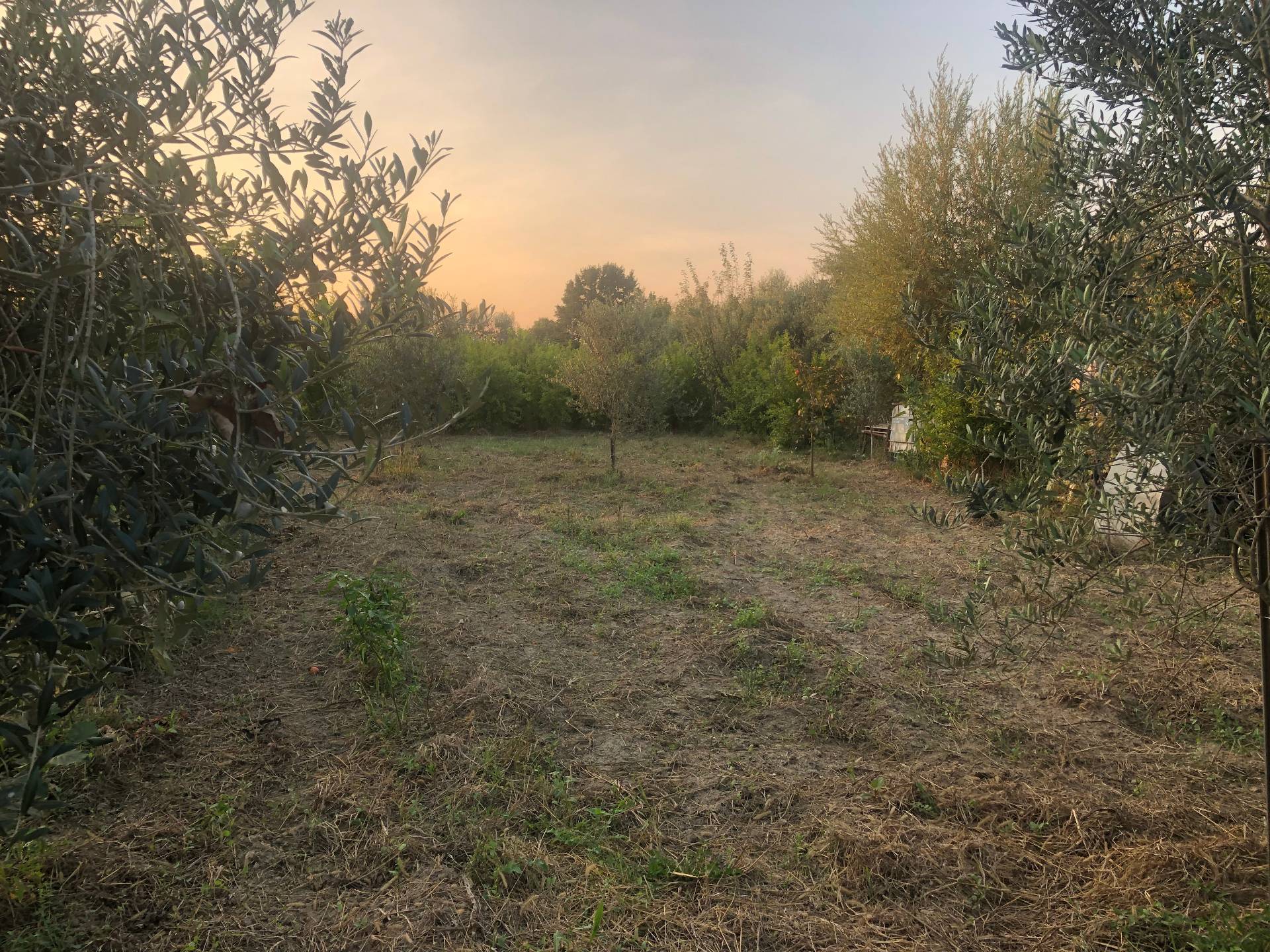 Terreno Agricolo in vendita a Pisa, 9999 locali, zona Località: SanMarco, prezzo € 35.000 | PortaleAgenzieImmobiliari.it