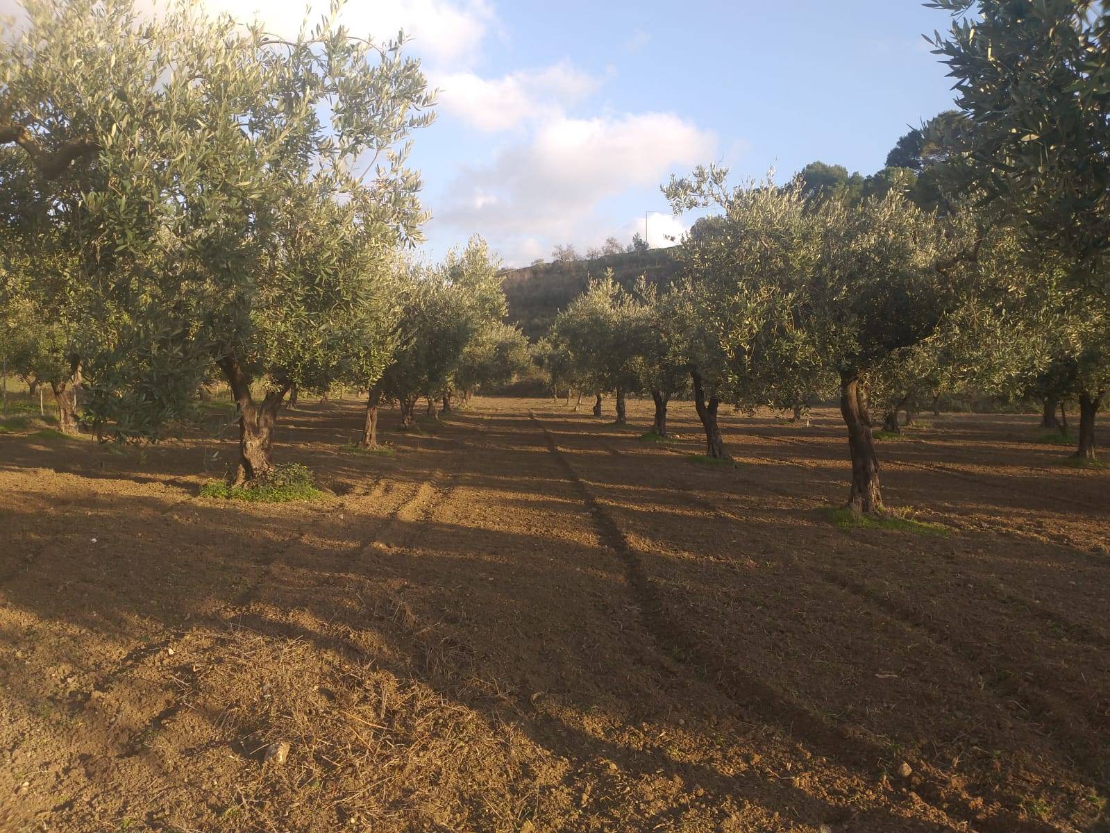 Terreno Agricolo in vendita a Castelvetrano, 9999 locali, zona Località: VerdeAgricolo, prezzo € 25.000 | PortaleAgenzieImmobiliari.it