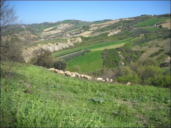 Terreno Agricolo in vendita a Ancarano, 9999 locali, zona Località: ZonaVallatadelTronto, prezzo € 120.000 | CambioCasa.it