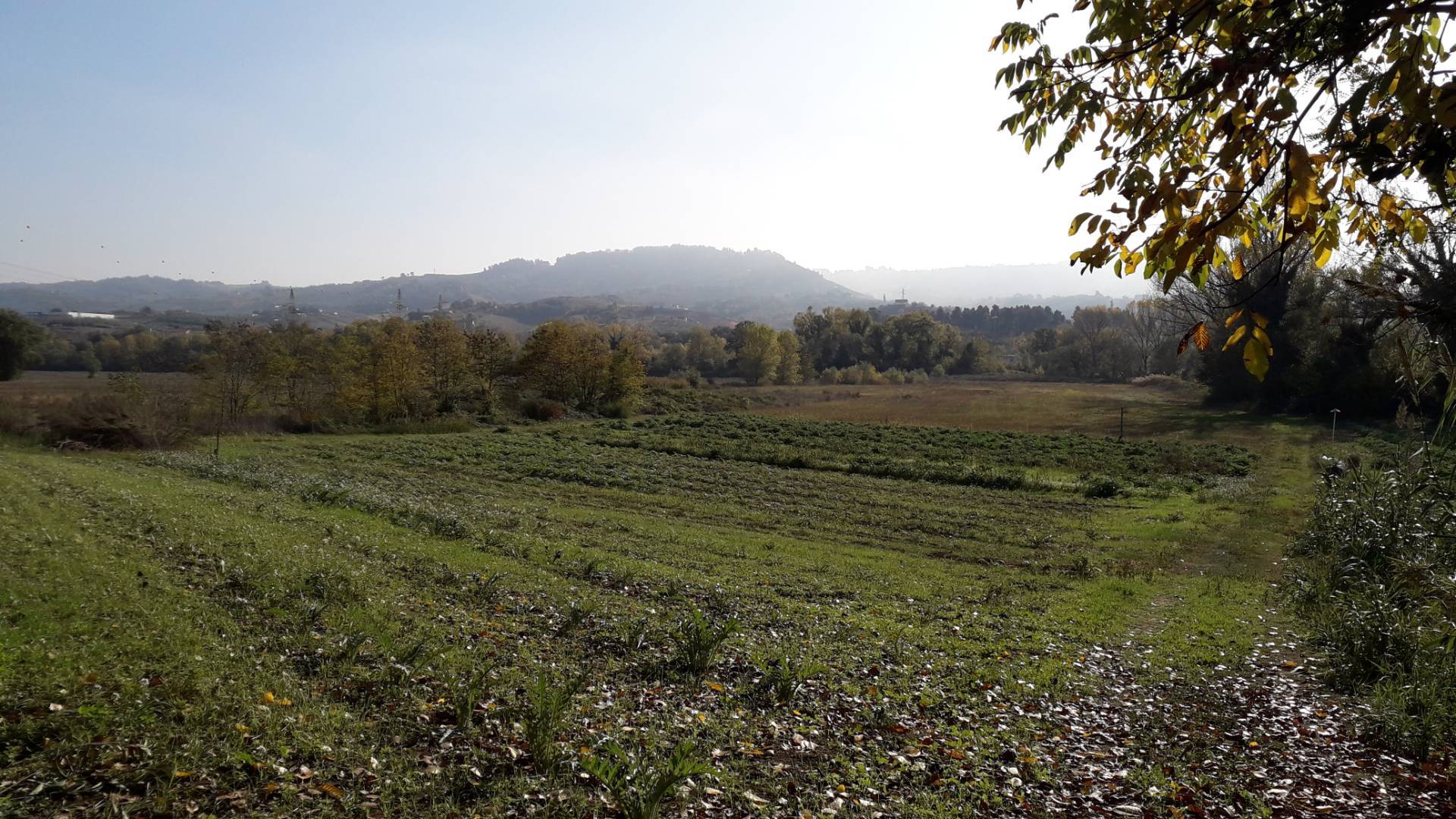 Terreno Agricolo in vendita a Cepagatti - Zona: Buccieri