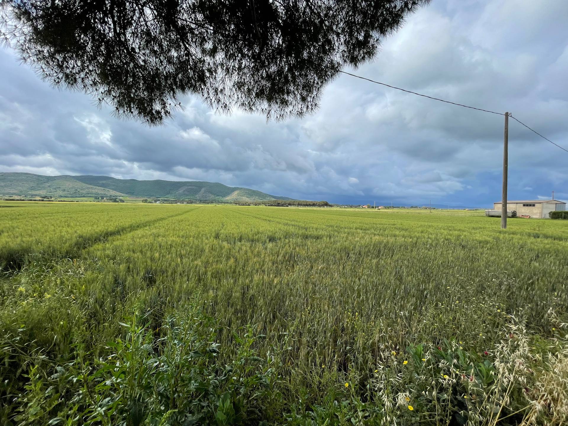 Terreno Agricolo in vendita a Orbetello, 9999 locali, zona Località: LaParrina, prezzo € 30.000 | CambioCasa.it