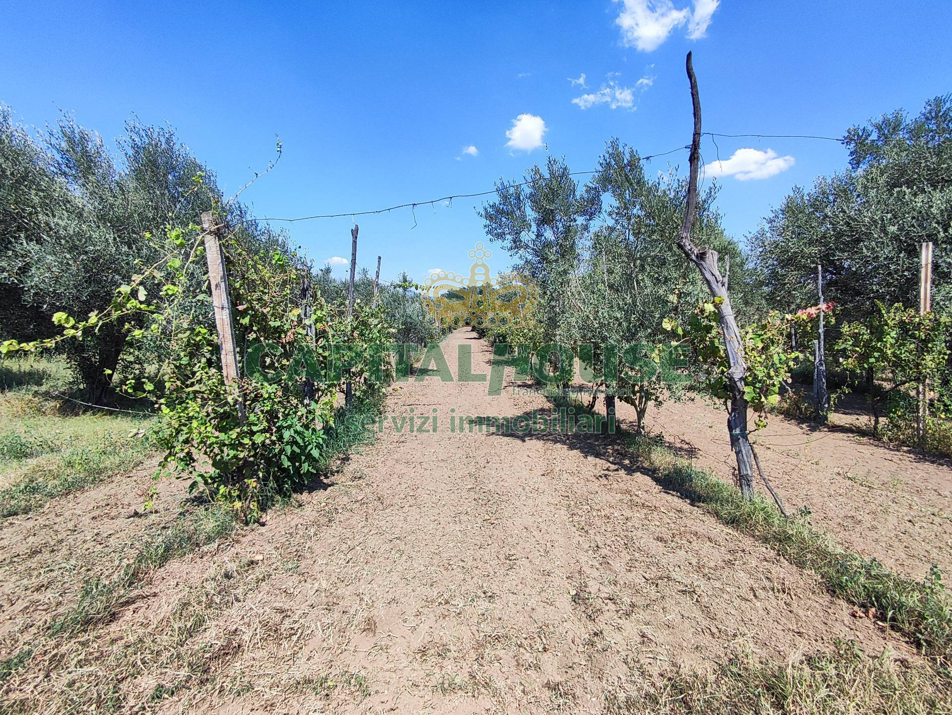 Terreno Agricolo in vendita a Capua, 9999 locali, zona Località: S.AngeloinFormis, prezzo € 28.000 | PortaleAgenzieImmobiliari.it